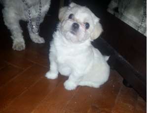 bichon maltez