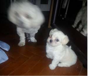 bichon maltez
