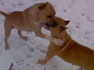 Pui Amstaff de vanzare