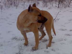 Pui Amstaff de vanzare