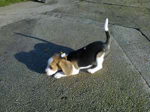 Vand Catel Beagle