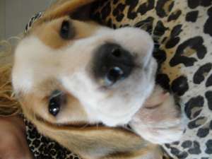 Vand Catel Beagle