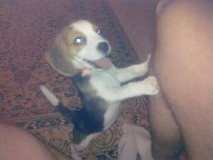 Vand Catel Beagle
