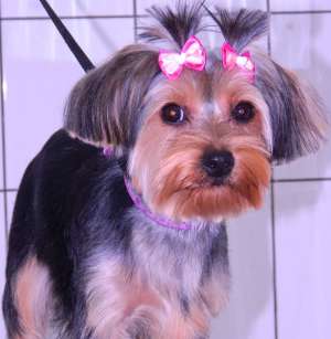 Frizerie Canina, TUND CAINI