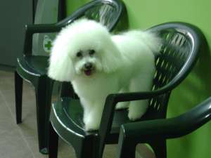Salon frizerie canina si felina