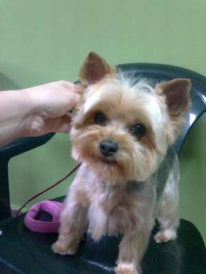 Salon frizerie canina si felina