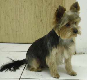 Salon frizerie canina si felina