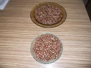 vand seminte de ricin