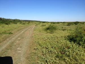 Proprietar dau in arenda 160 ha.teren extravilan