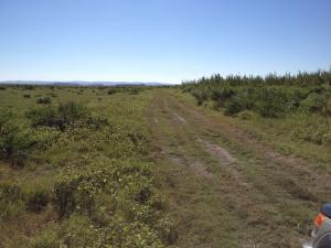 Proprietar dau in arenda 160 ha.teren extravilan