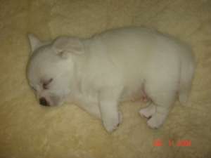 pui shih-tzu de vanzare