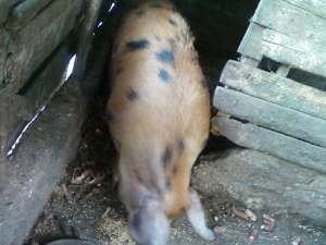 porc Duroc american