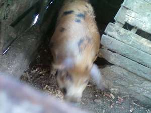 porc Duroc american