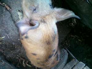 porc Duroc american