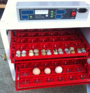 Incubator oua professional