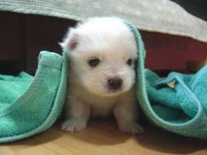 bichon talie mica albi si crem
