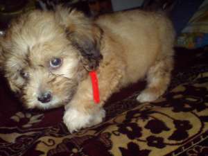 bichon talie mica albi si crem