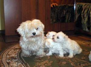 pui de bichon maltese superbi
