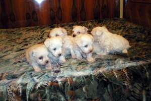pui de bichon maltese superbi