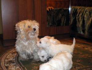 pui de bichon maltese superbi