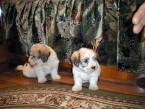 puisori bichon havanese