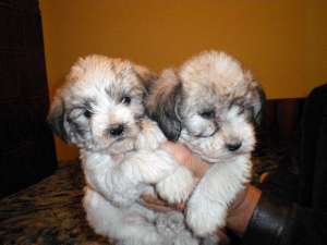 puisori bichon havanese