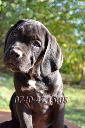 Catei Cane Corso de vanzare � Pedigree tip A