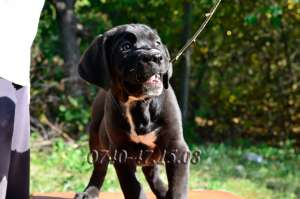 Catei Cane Corso de vanzare � Pedigree tip A