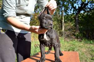 Catei Cane Corso de vanzare � Pedigree tip A