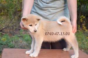 Akita Japonez de vanzare