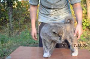 Akita Japonez de vanzare