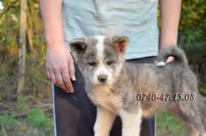 Akita Japonez de vanzare