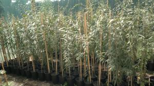 De vanzare arbust Goji soiul Ningxia NQ1 la ghiveci de 3 Litri 1 m 30 Ron