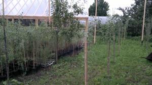 De vanzare arbust Goji soiul Ningxia NQ1 la ghiveci de 3 Litri 1 m 30 Ron
