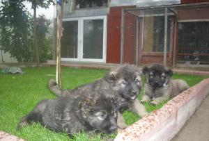 Vand urgent pui ciobanesc caucazian