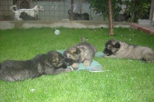 Vand urgent pui ciobanesc caucazian