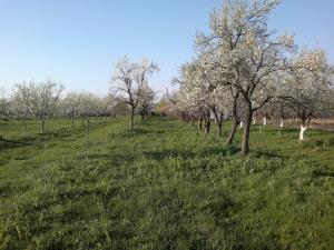 Casa la tara 10 km de Targoviste