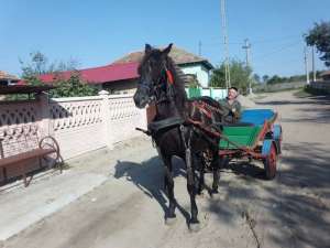 caruta de vanzare