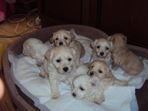 vand bichon havanez