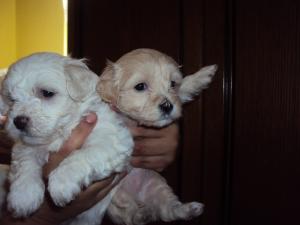 vand bichon havanez