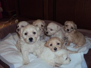 vand bichon havanez