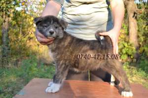 Akita Japonez de vanzare varsta de 2 luni