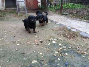 vand pui rottweiler
