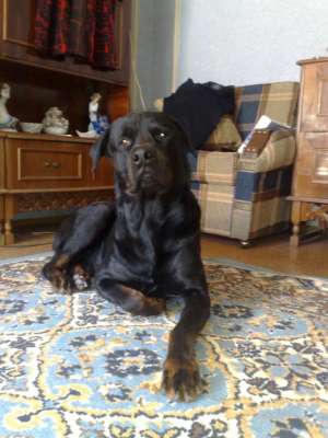 vand pui rottweiler
