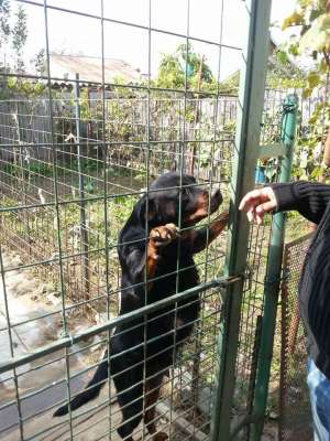 vand pui rottweiler