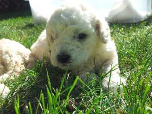 VAND PUI CANICHE IMPERIAL ALB