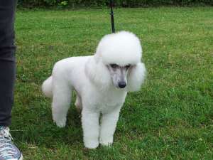 VAND PUI CANICHE IMPERIAL ALB