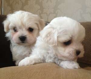 Vand pui Bichon Maltese