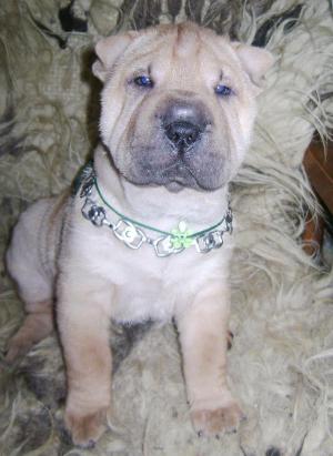 Catelusa shar-pei