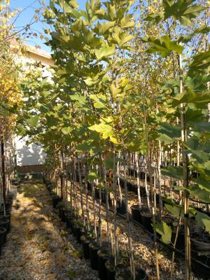 vand platani,       prunus nigra,       salcie din pepiniera proprie